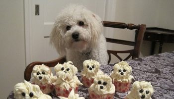Dog Puppy Cupcakes Recipe