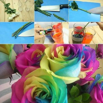 Rainbow Roses – DIY