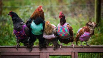 chicken-sweater-2