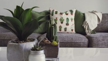 Plants-Into-Your-Homes-Decor