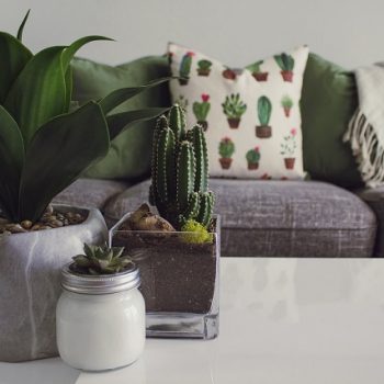 Plants-Into-Your-Homes-Decor