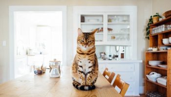 cat-furniture-1