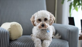 furniture-and-dogs