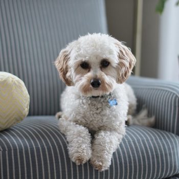 furniture-and-dogs