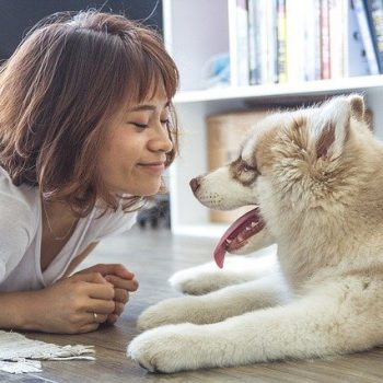 dog-pet-home