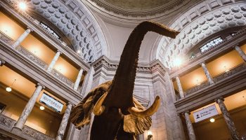 National-Museum-of-Natural-History-Washington