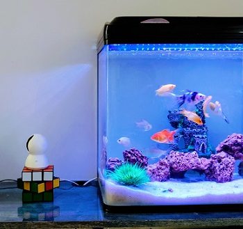 fish-tank-2