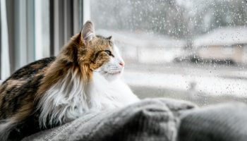 rainy-day