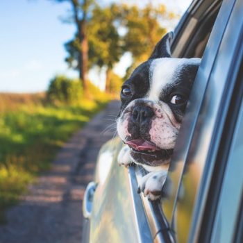 road-trips-with-dog
