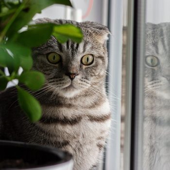 cat-friendly-plants-1