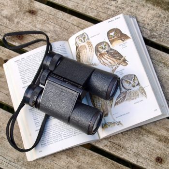 birds-hobby